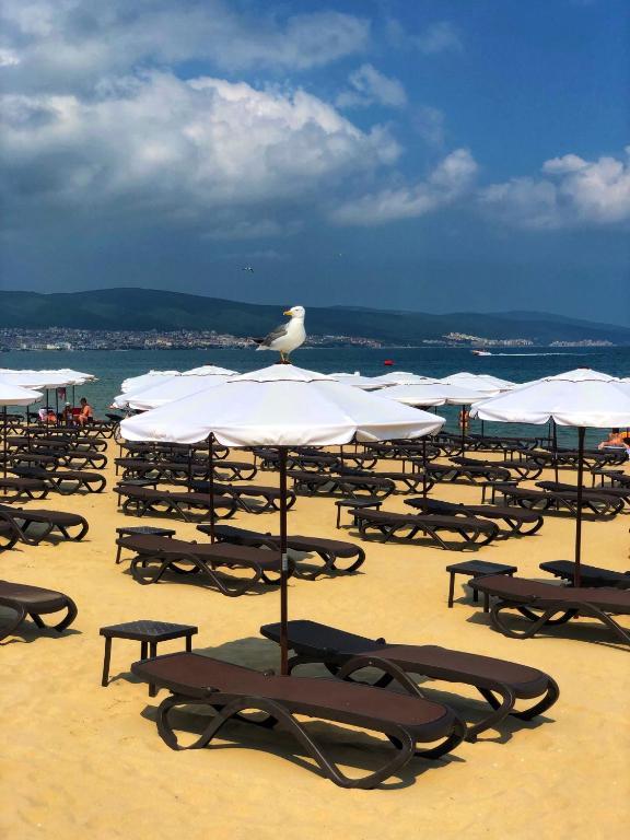 Flamingo Beach